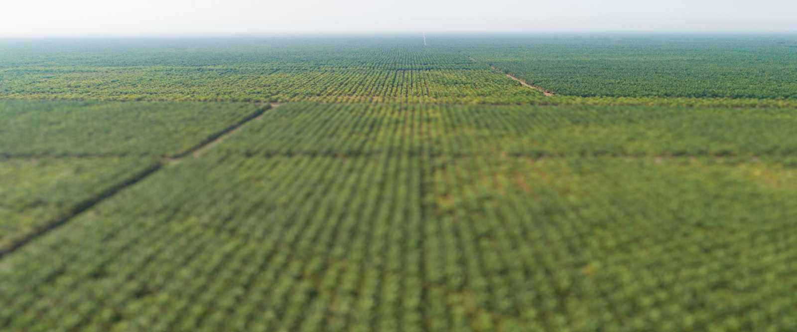 palm-oil-production-banner-milton-roy-mixing-1200x500.png