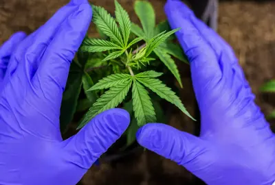 Fertilizer Dosing Pumps for Hemp image