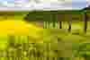 Renewable Diesel