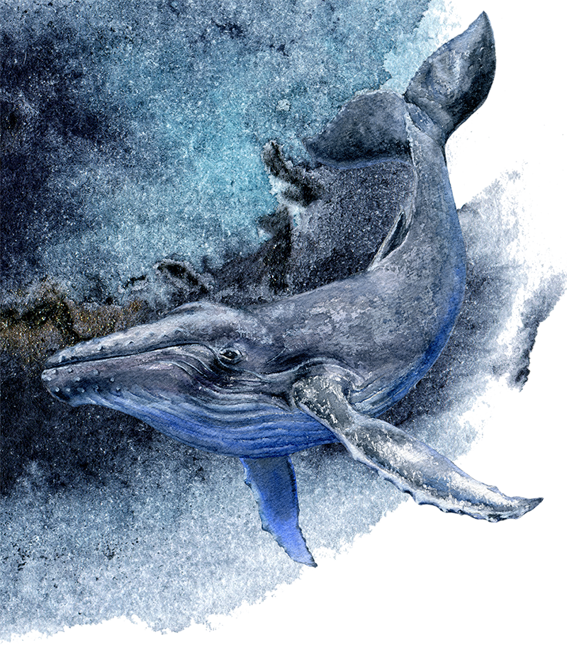 sea life illustration for dechlorination page