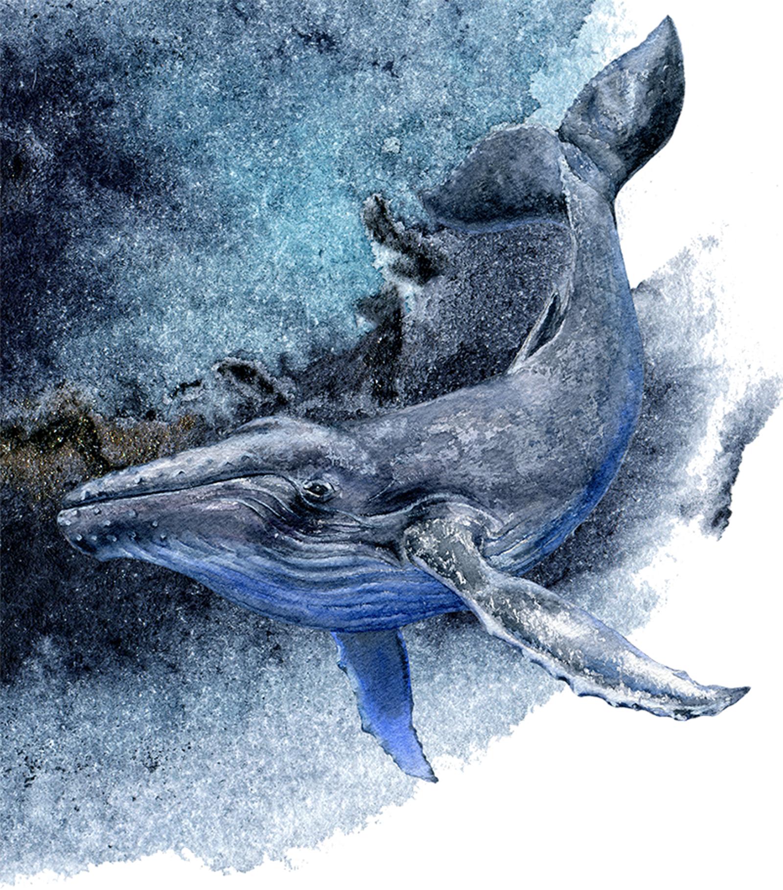 sea life illustration for dechlorination page