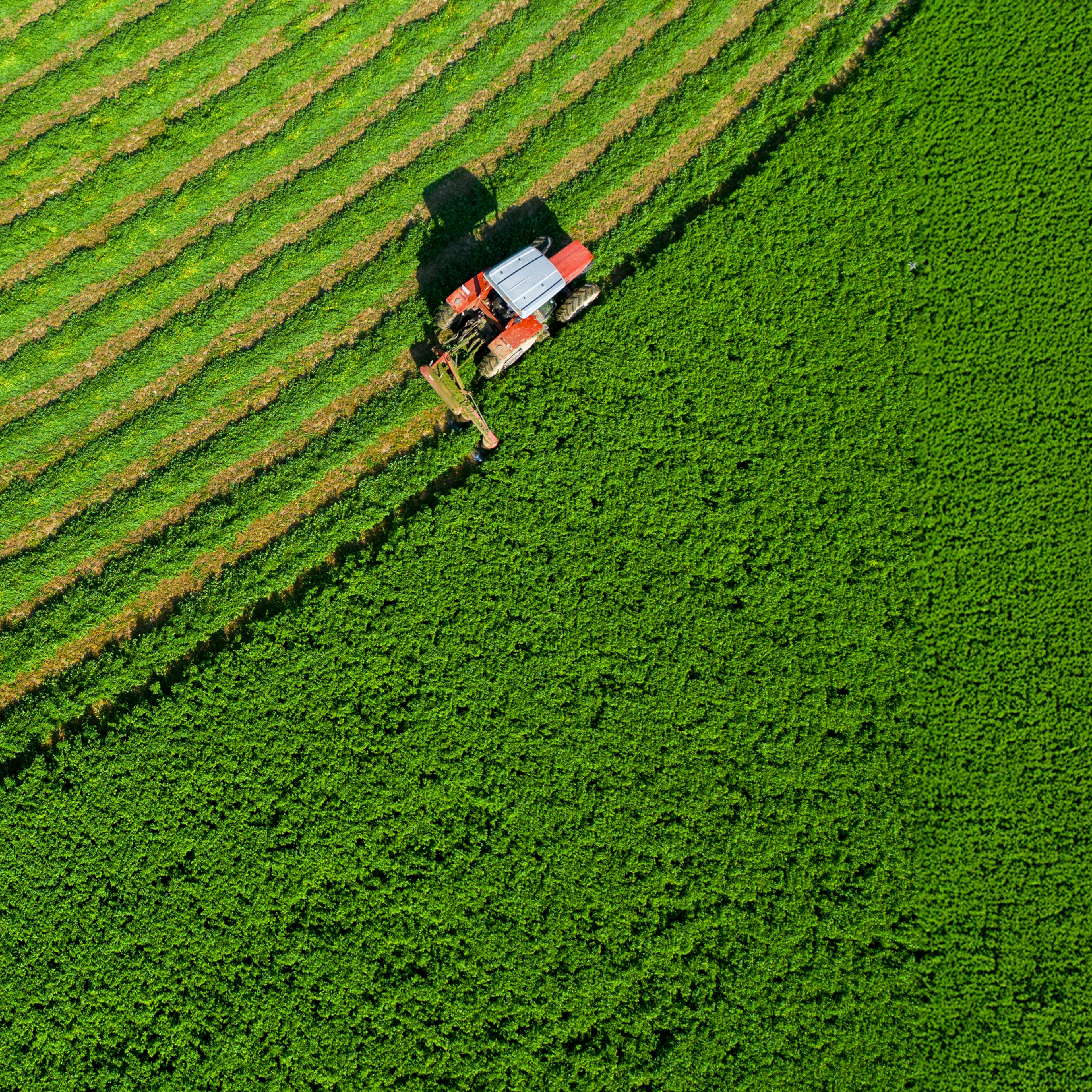 Arial view of red tractor harvesting alfalfa.