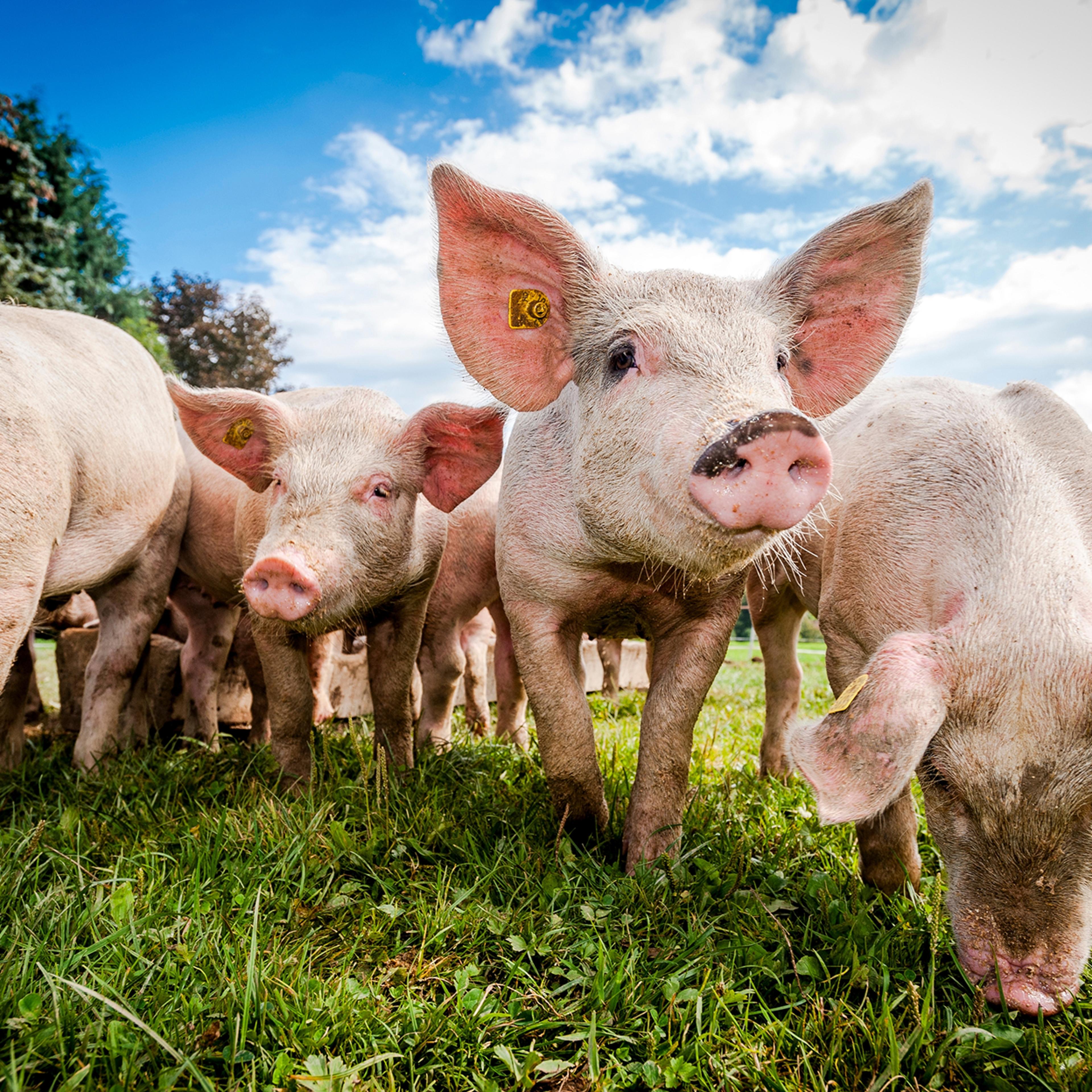Closeup of pigs in a field on a sunny day.
