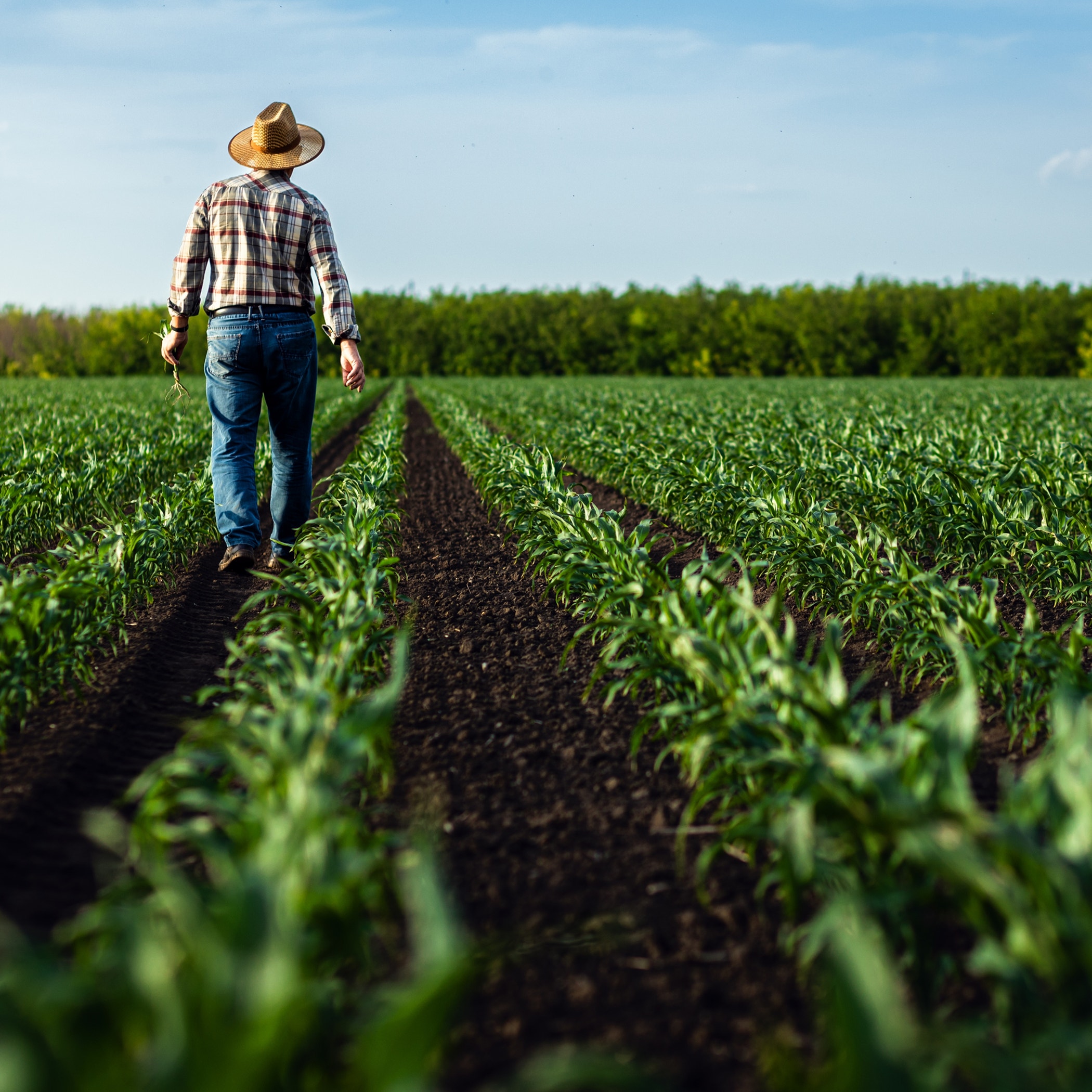 Farmer walking away from camera in freshly grown cornfield.