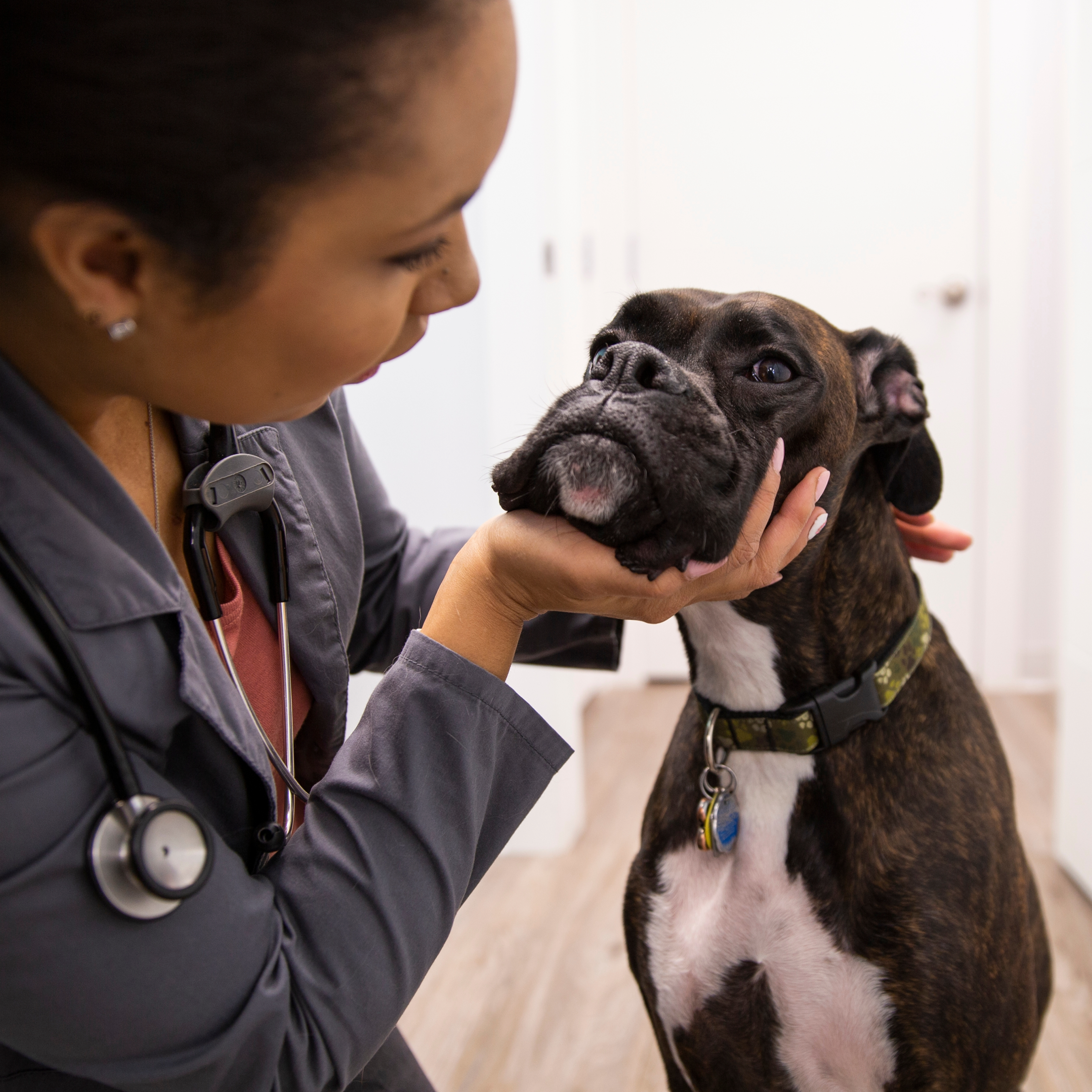Veterinarian examining dog in clinic.