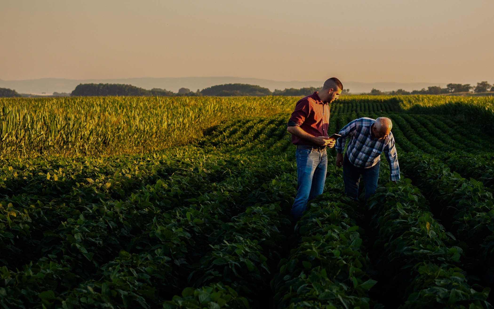 Two farmers walking in a field examining soy crop.