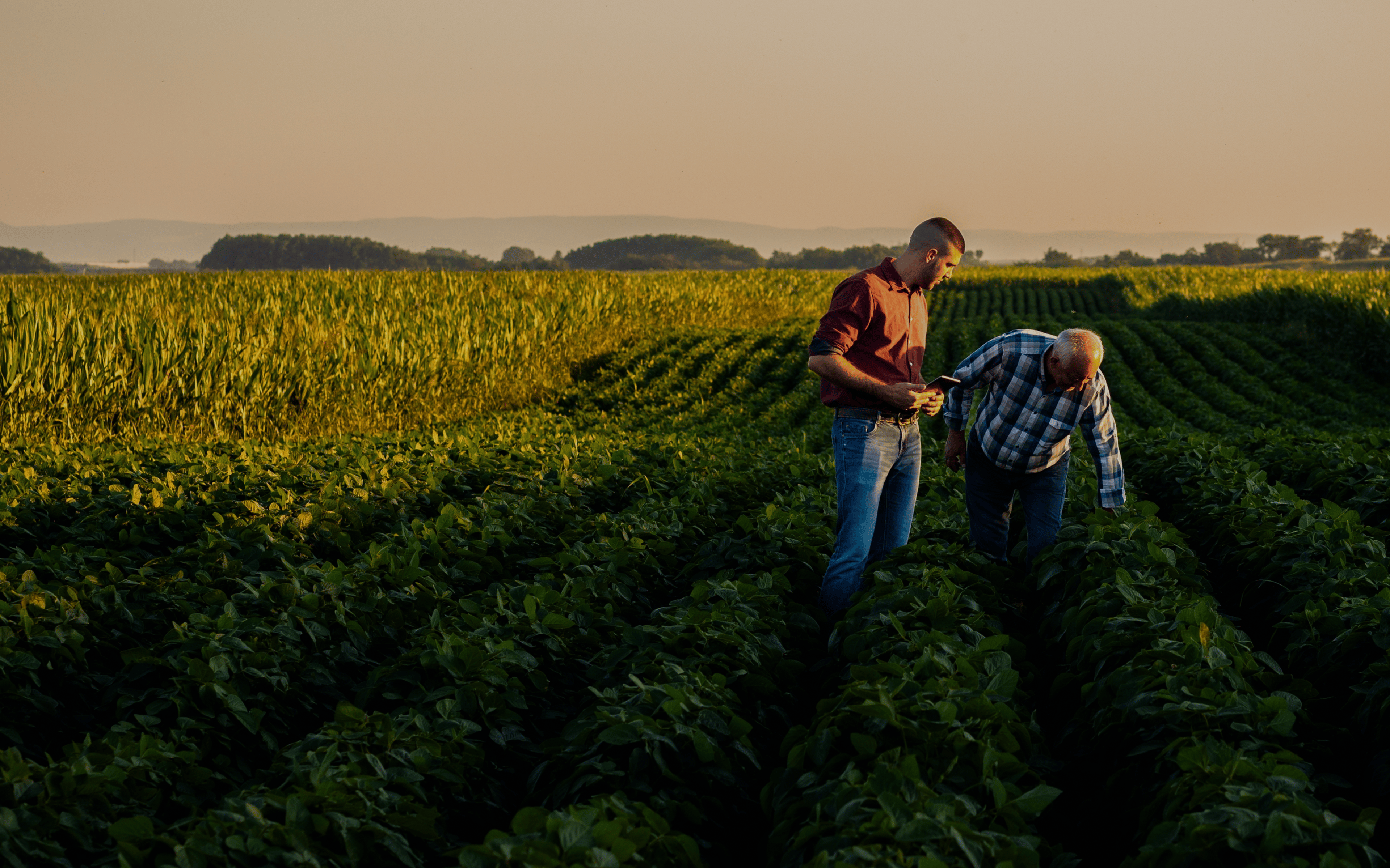 Two farmers walking in a field examining soy crop.