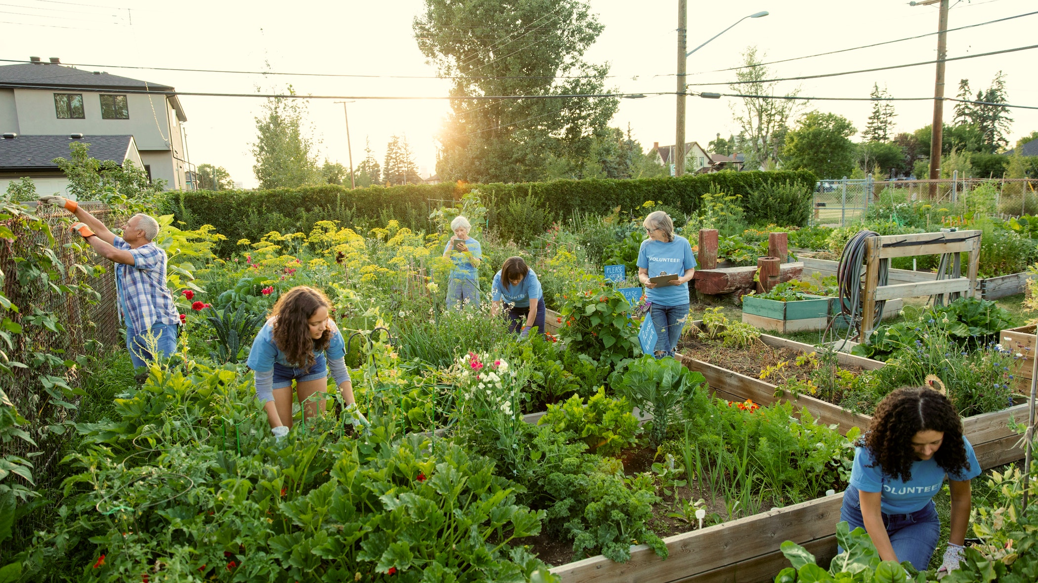 Team of volunteers working in community garden.