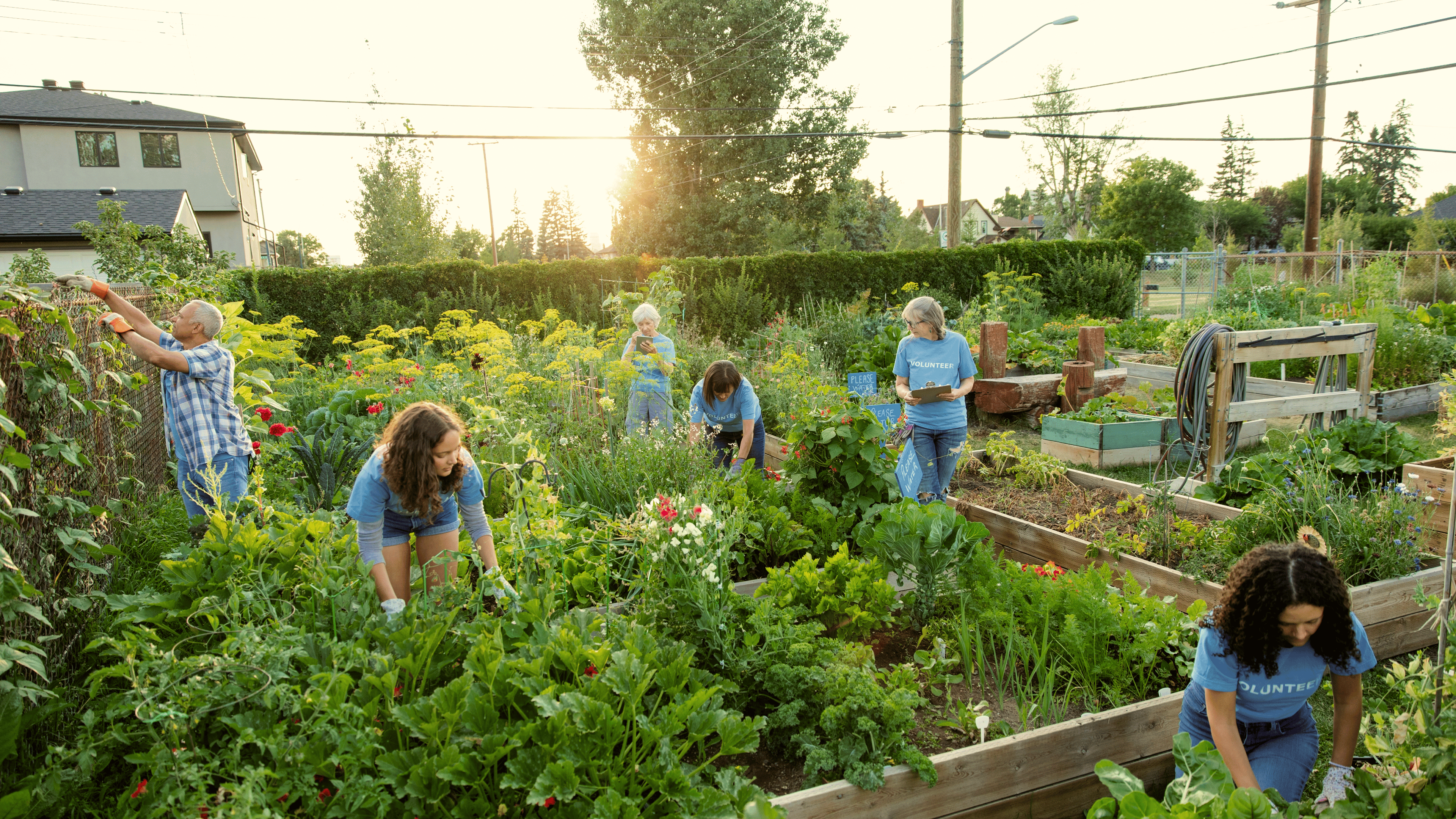 Team of volunteers working in community garden.