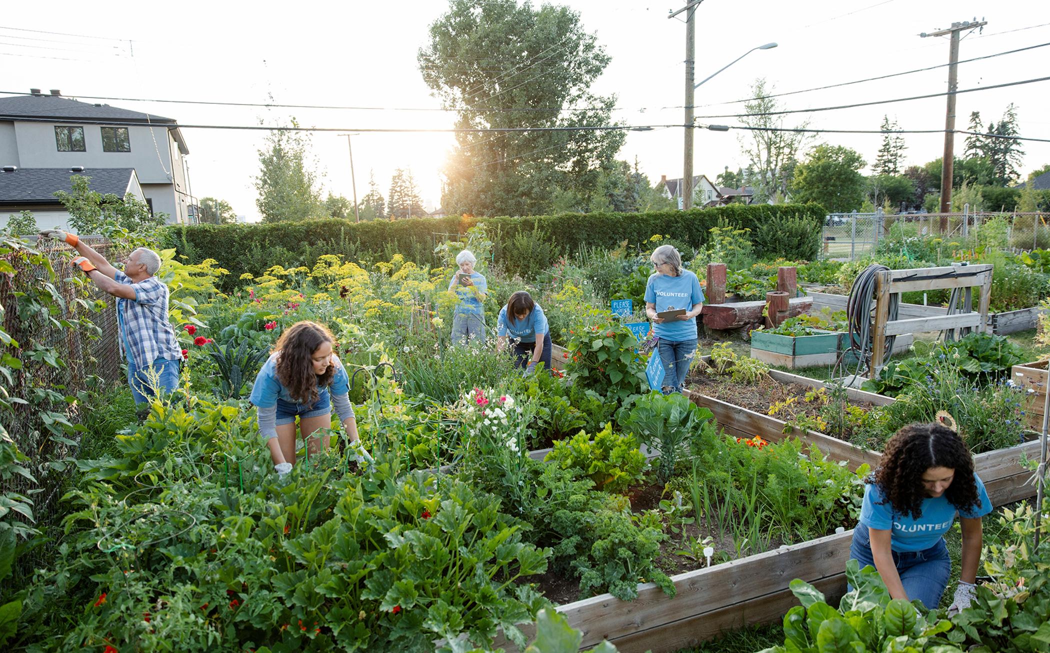 Team of volunteers working in community garden.