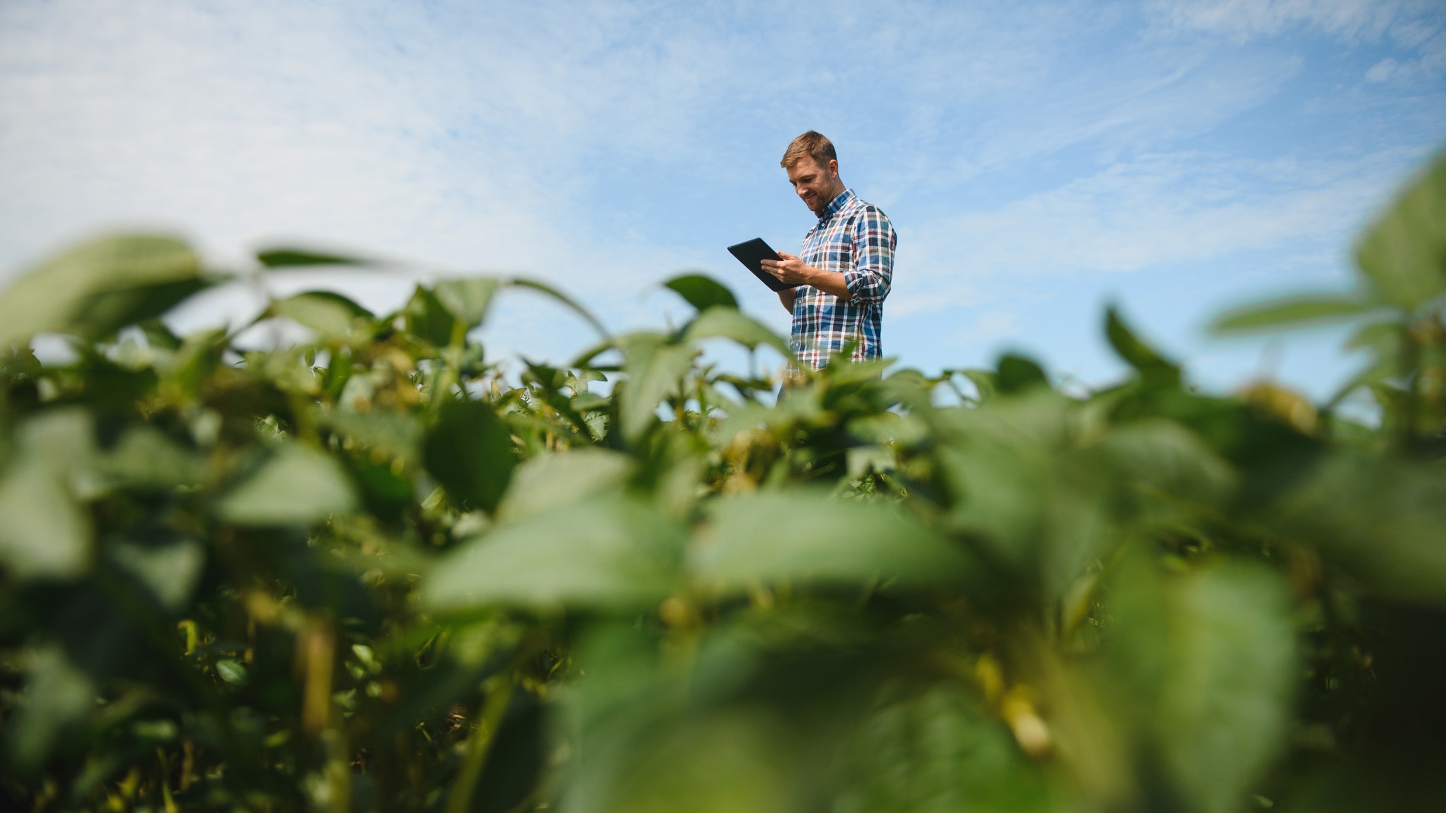 Young farmer in soybean fields.