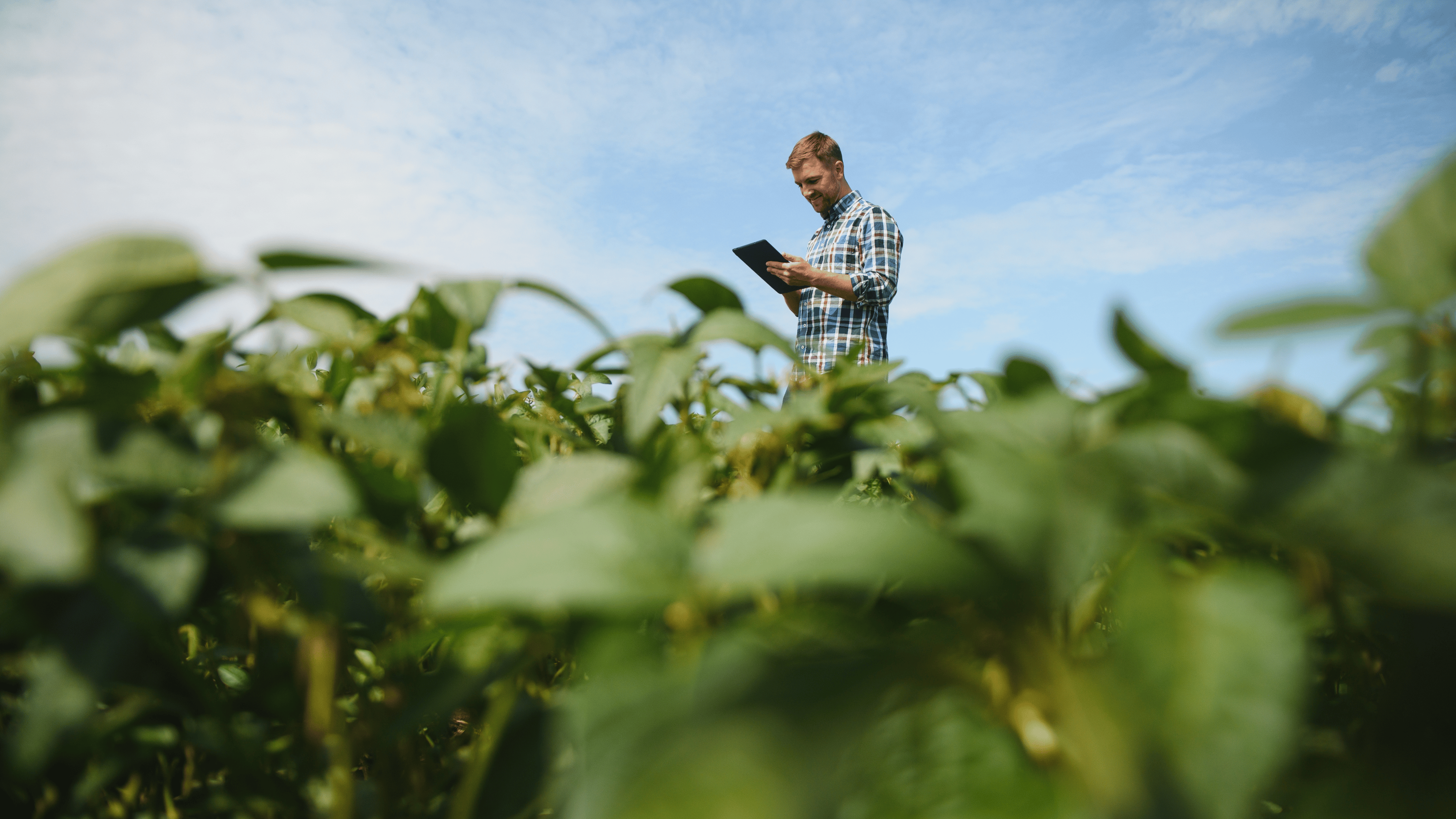 Young farmer in soybean fields.