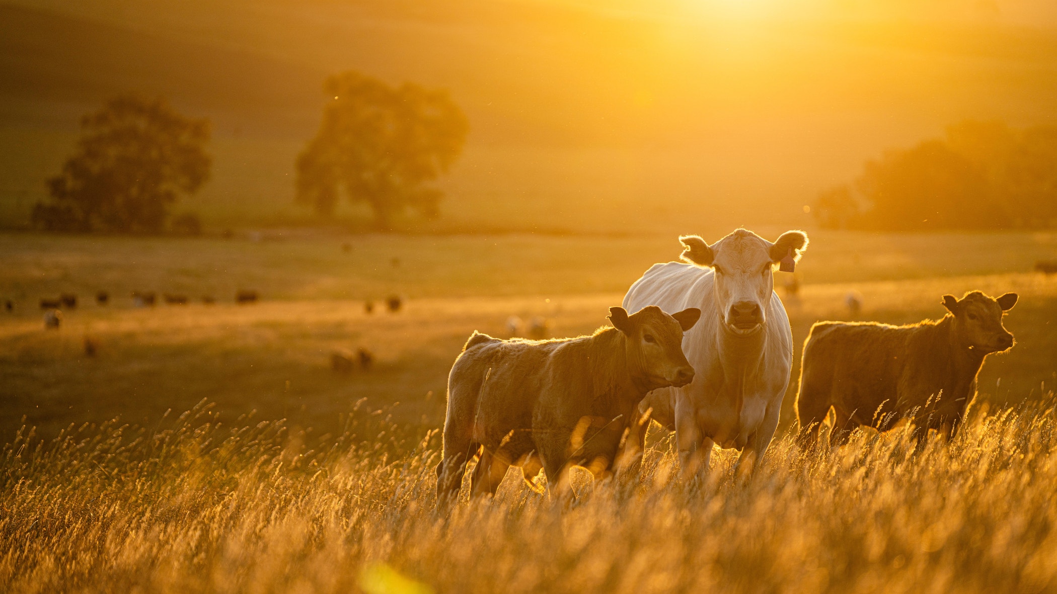 Beautiful cattle in Australia eating grass, grazing on pasture. Herd of cows free range beef being regenerative raised on an agricultural farm. Sustainable farming