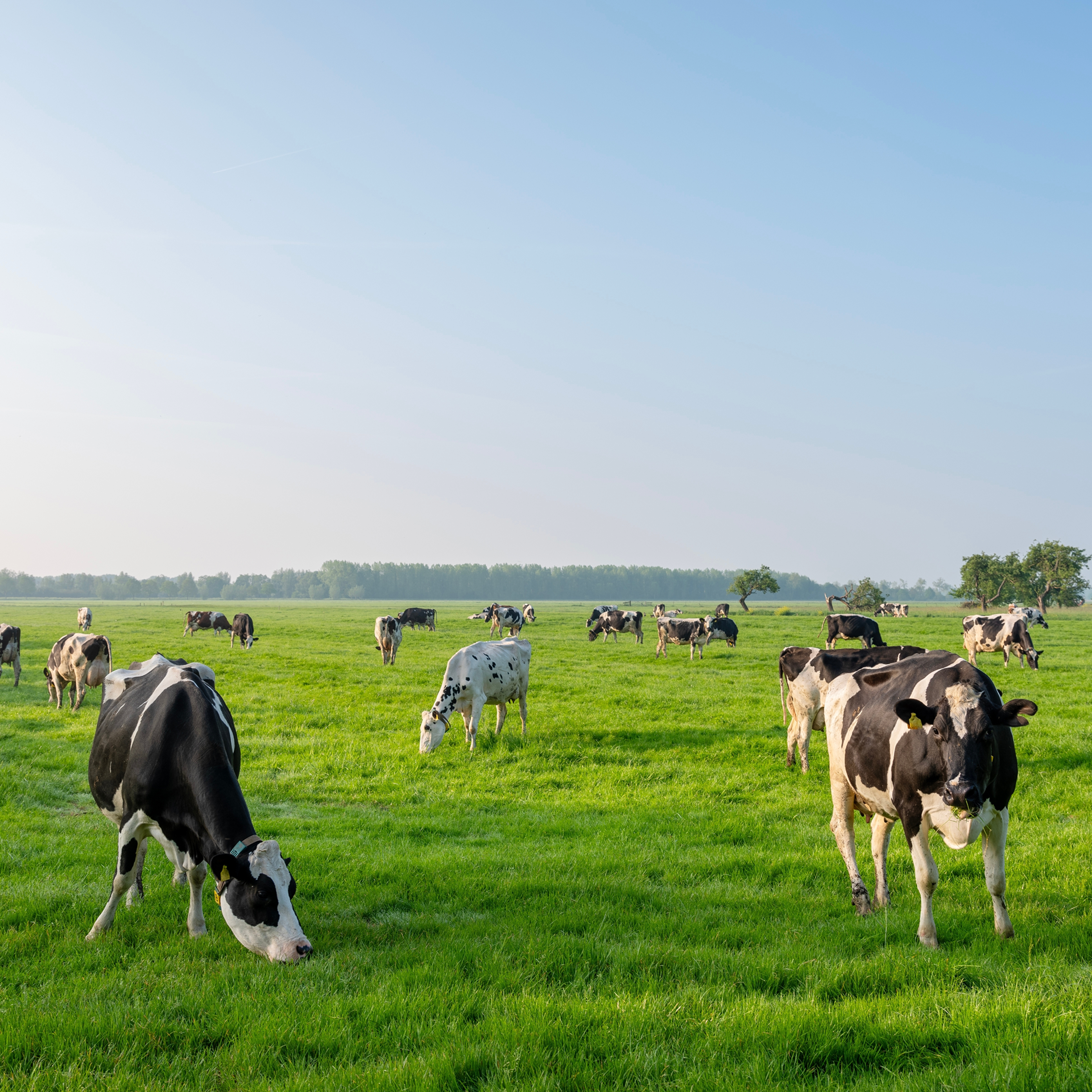 Black and white spotted cows / holsteins in green meadow under blue sky at sunrise with warm morning sunlight.