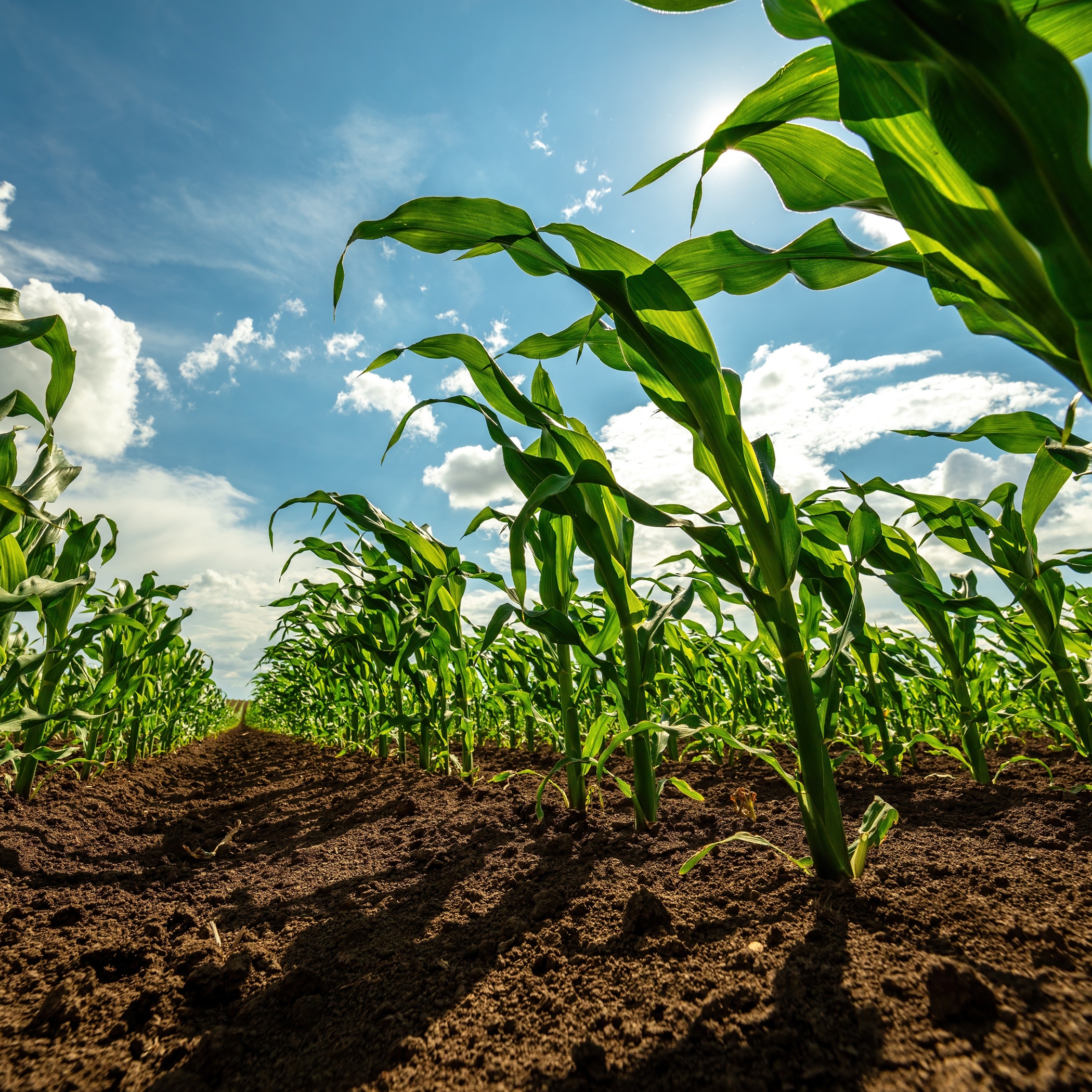 Low angle view of green corn stalks growing in an agricultural farm field with a clear sky.