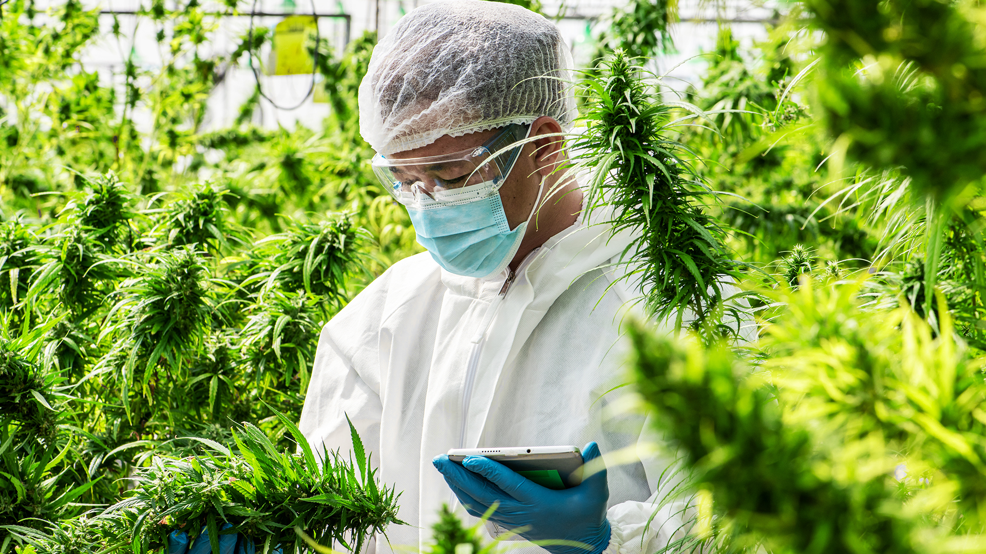 BLOG-MAZ_MAZathon_6._Cannabis.jpg