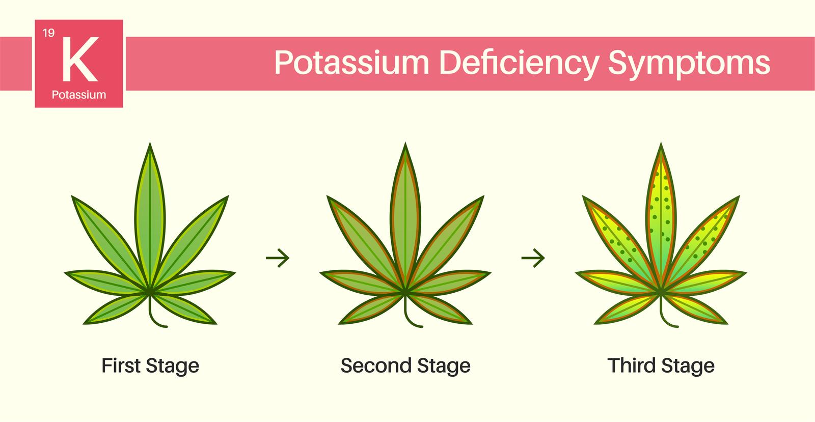 cannabis potassium deficiency image