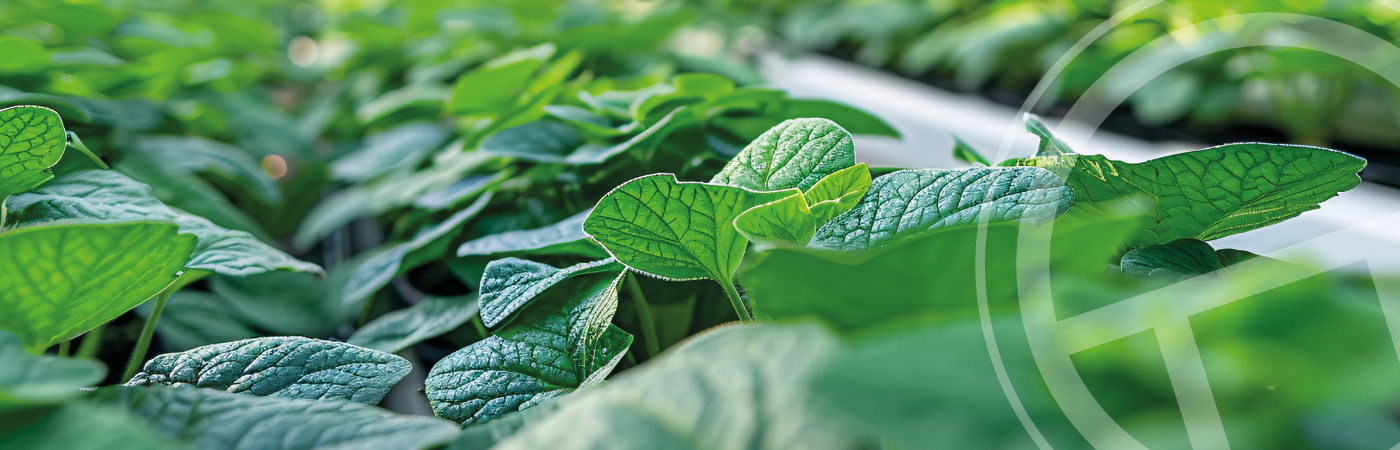 Banner Irrigation Dosatron