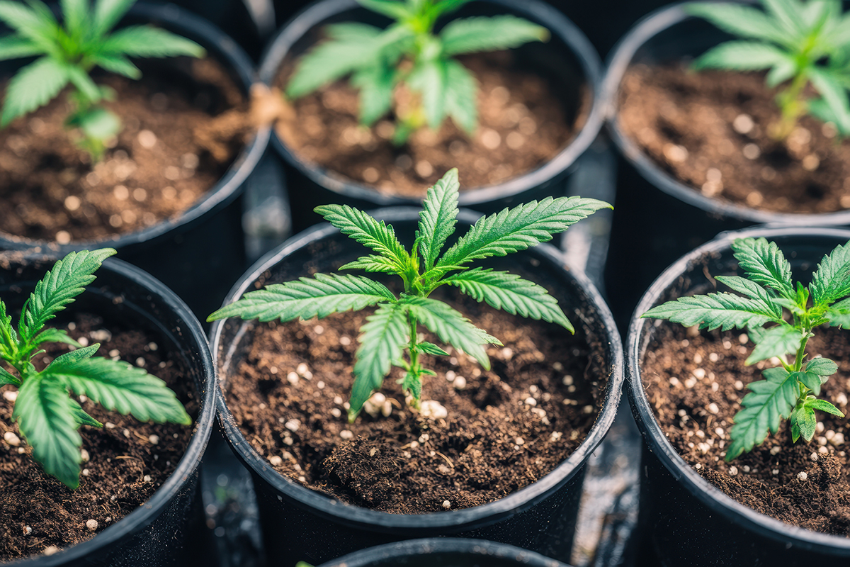 soil cannabis inside dosatron