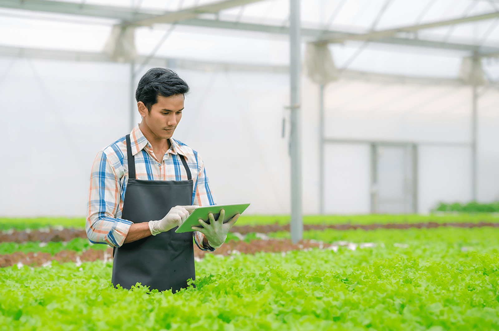 cultivation-app.png