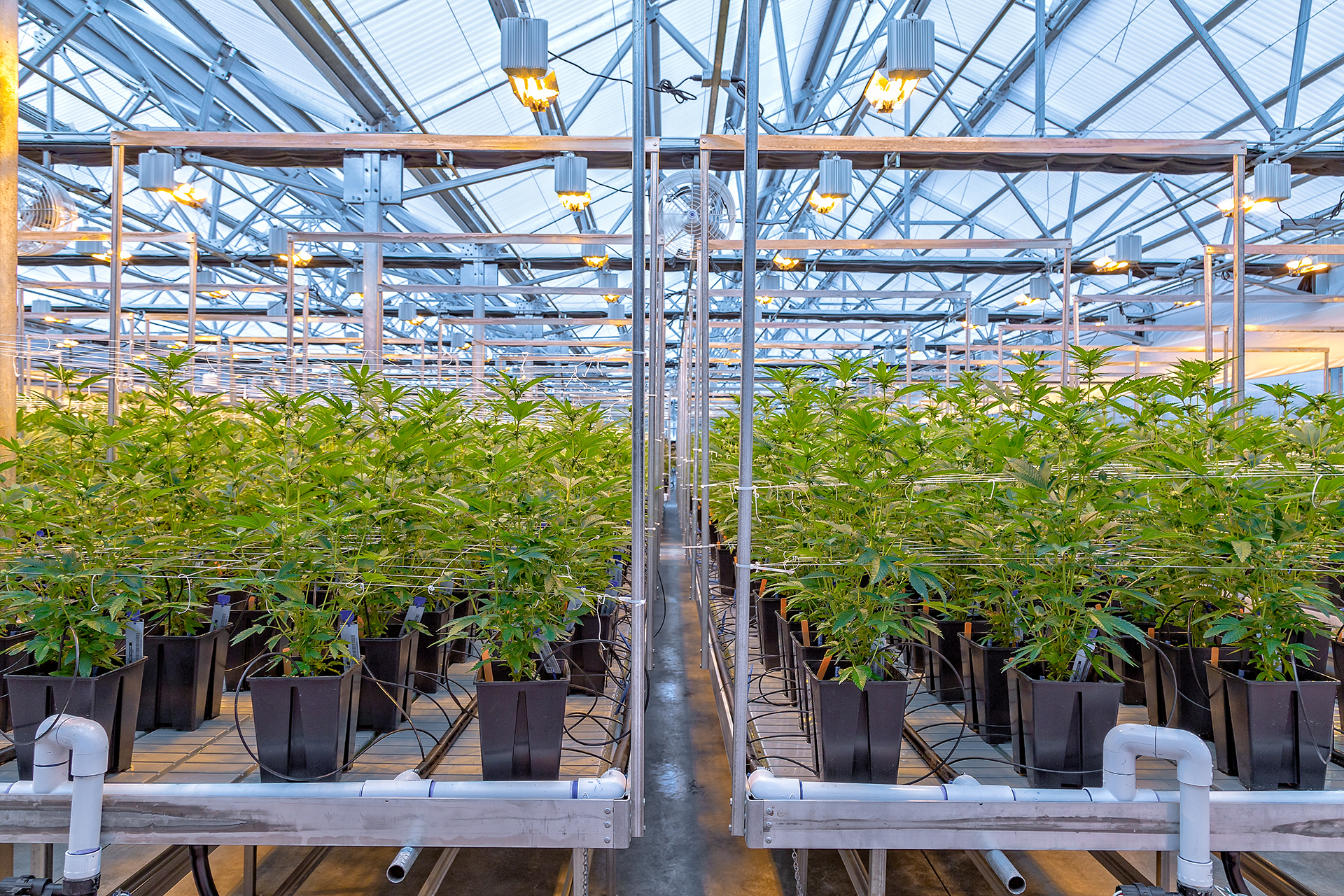 Hemp indoor image