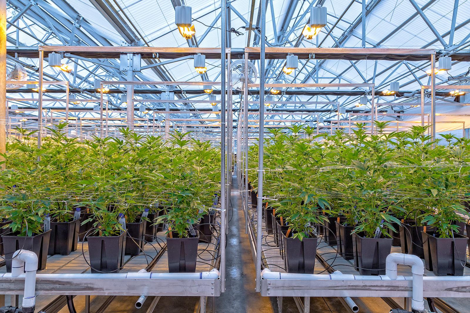 Hemp indoor image