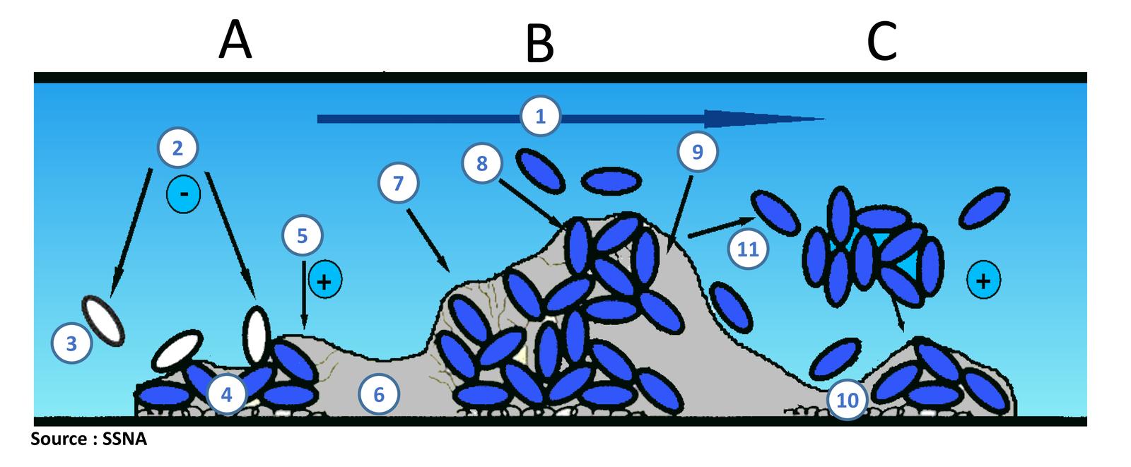 Pages de Schema biofilm