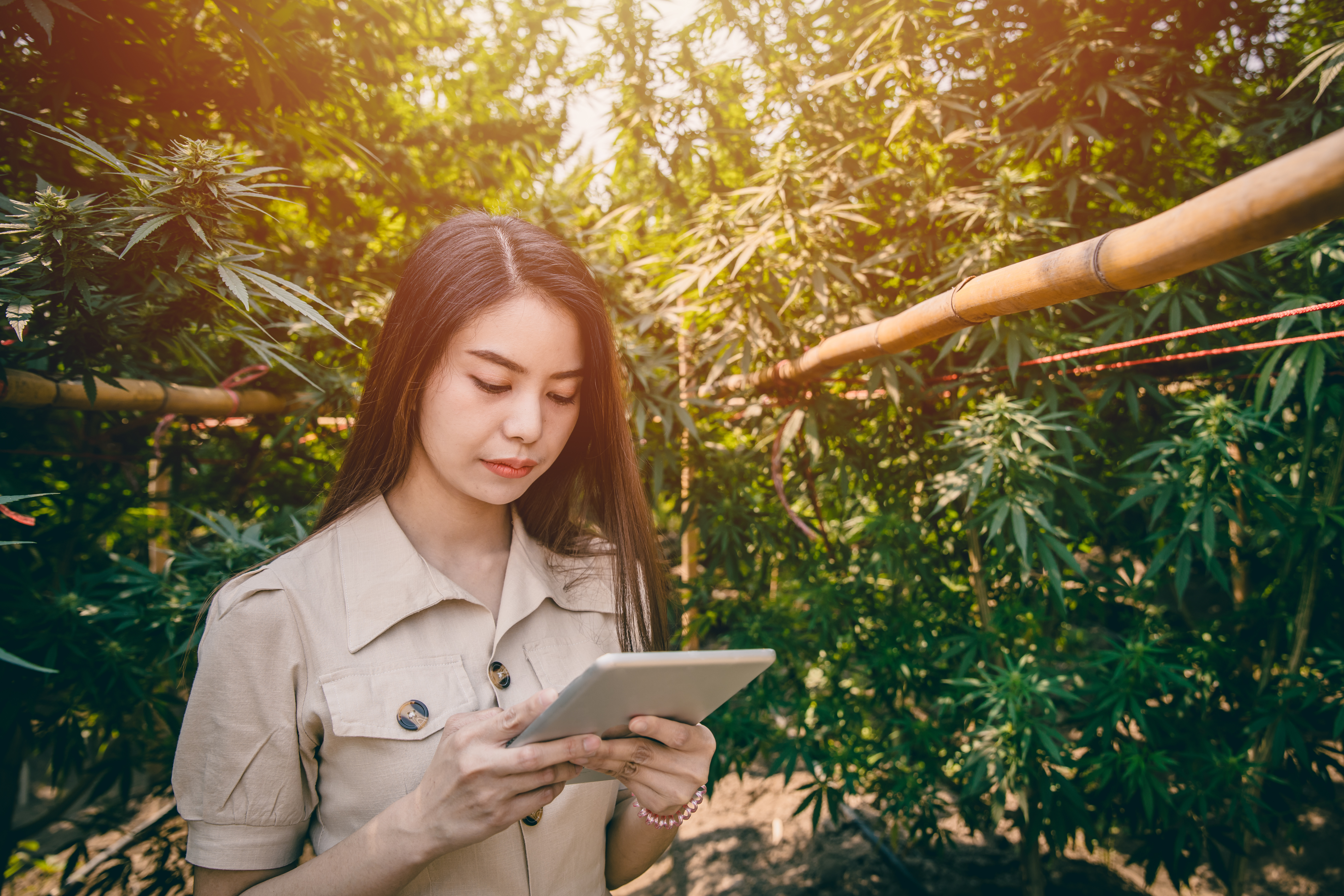 Why Your Business needs a Cannabis Grower Software in 2025