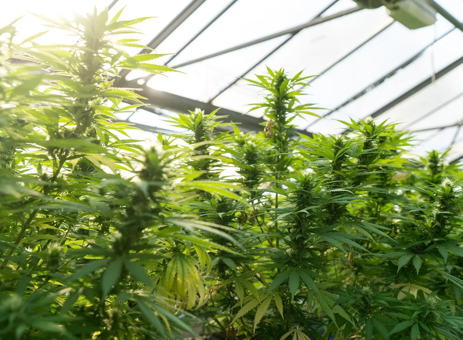 grow-hemp-1.jpg