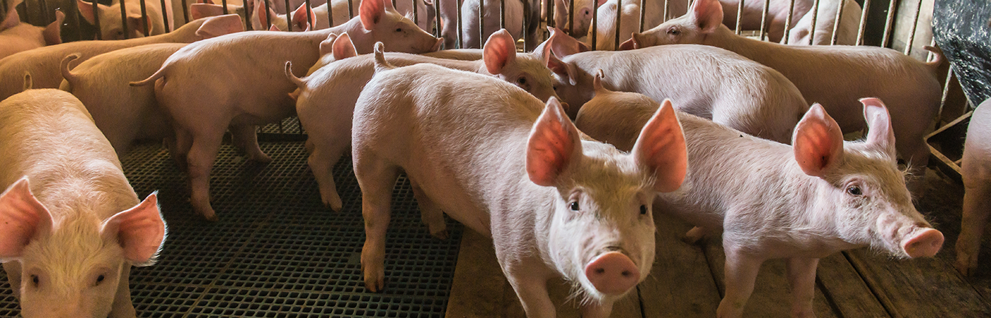 Dosatron solution for Pig breeding - banner