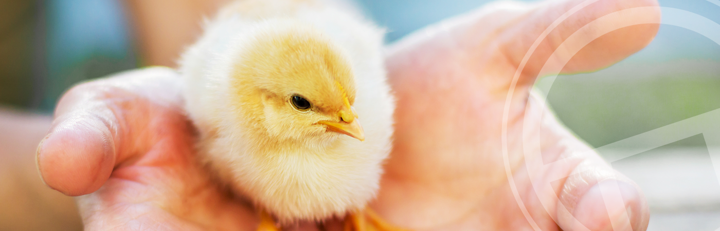 Animal health banner Dosatron