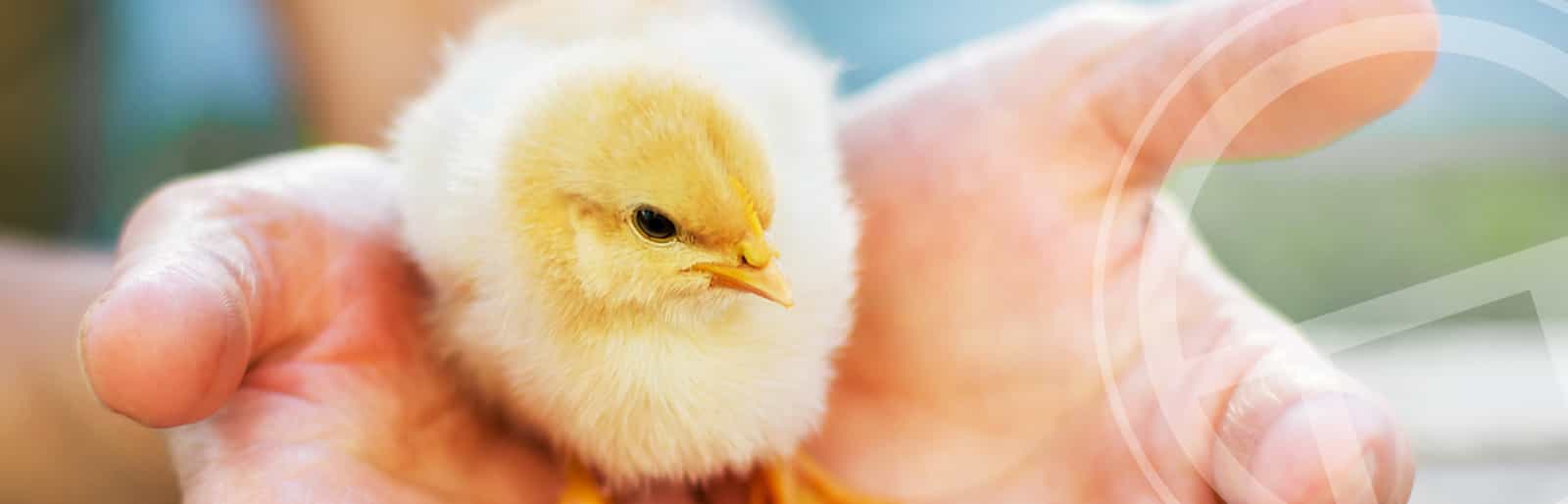 Animal health banner Dosatron