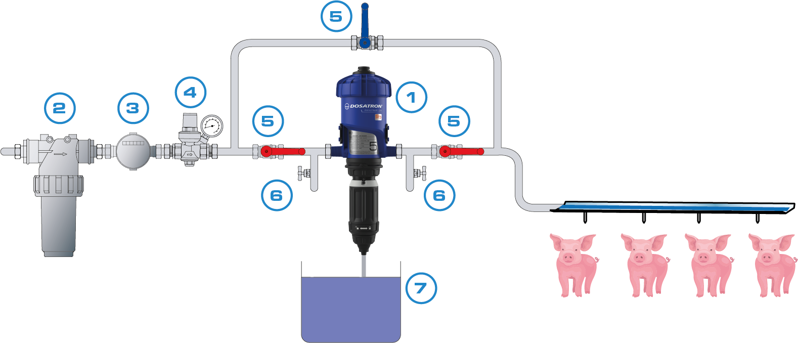 swine vaccination process