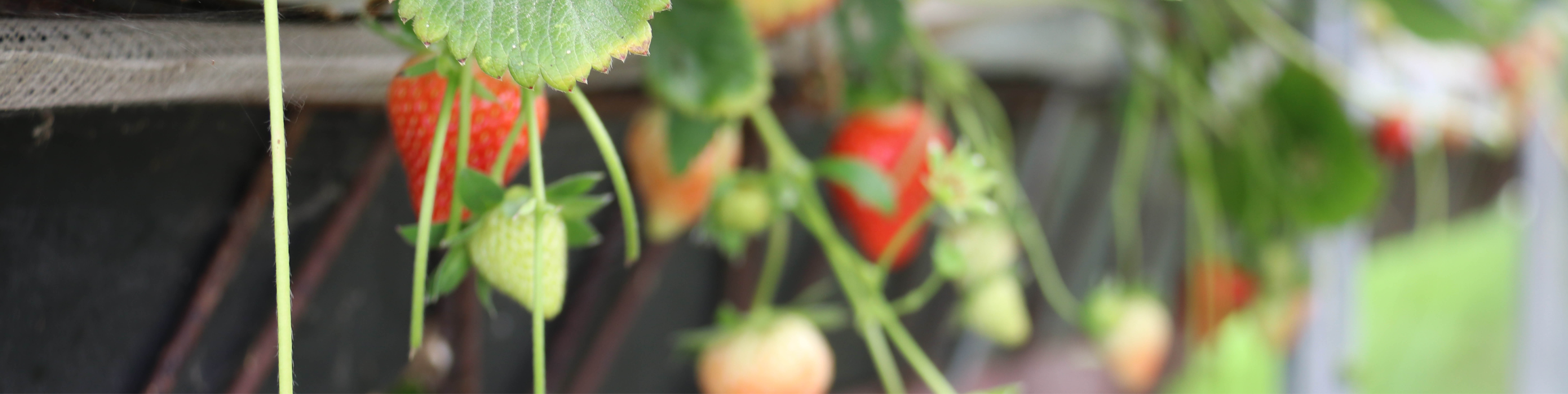 Discover How D6 Fertiranger Transforms Soilless Fertigation Banner