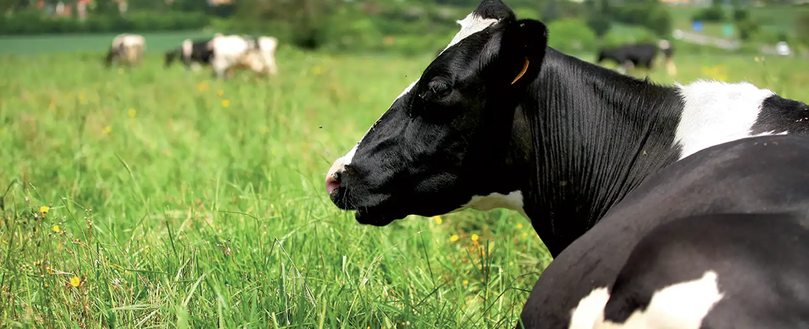 Cattle breeding - banner