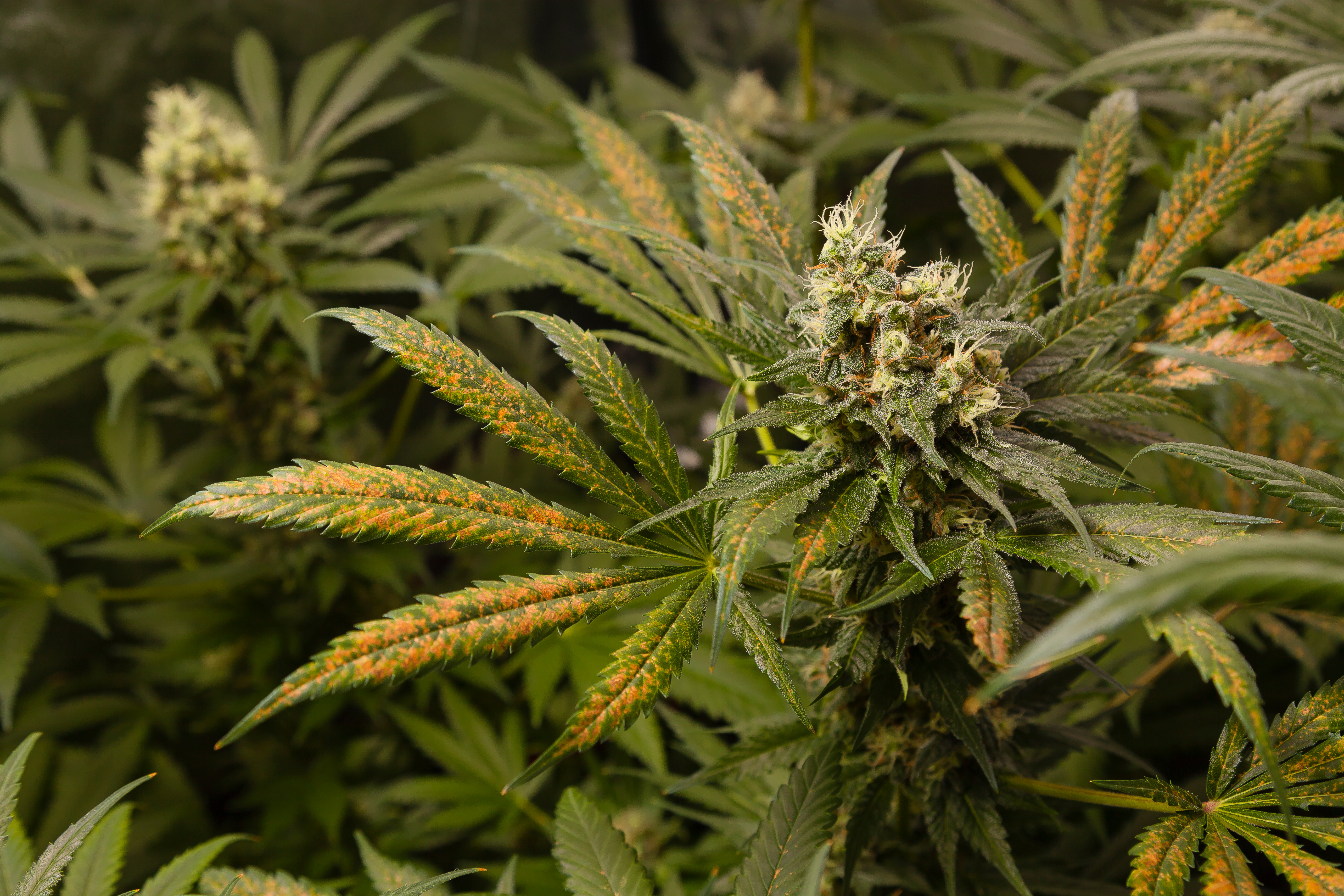 cannabis deficiency image banner