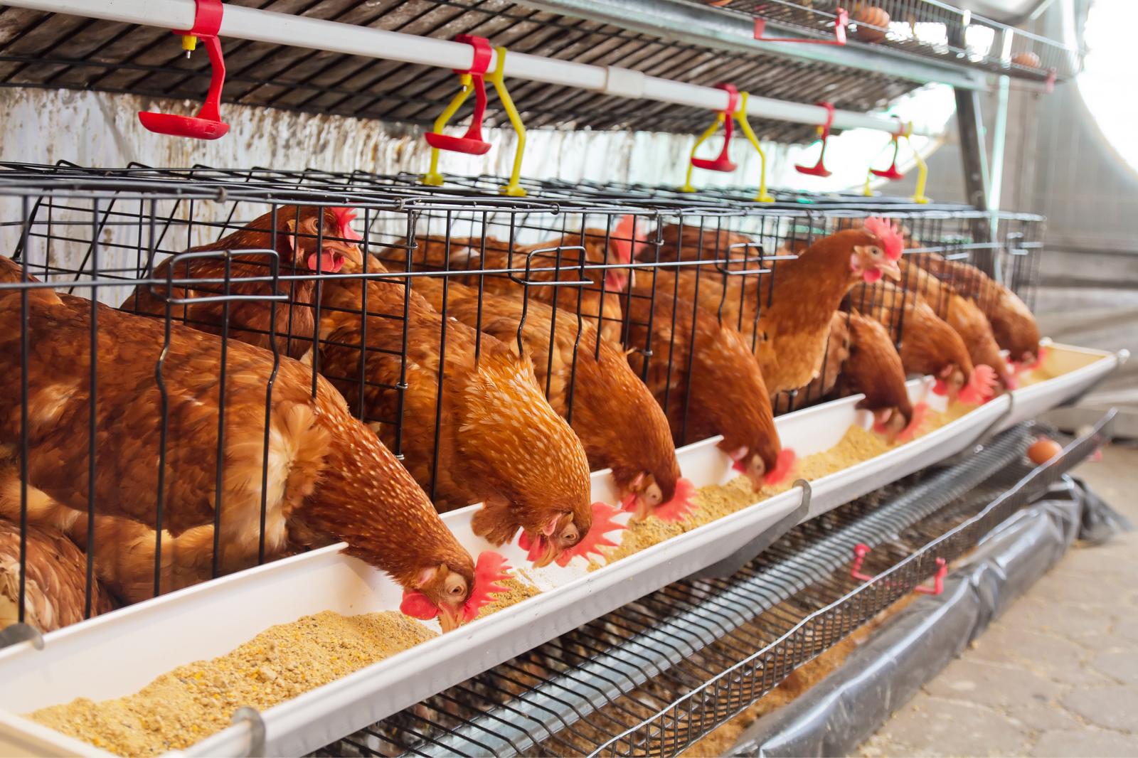 H5N1 Spread: How can Dosatron help slow it down?