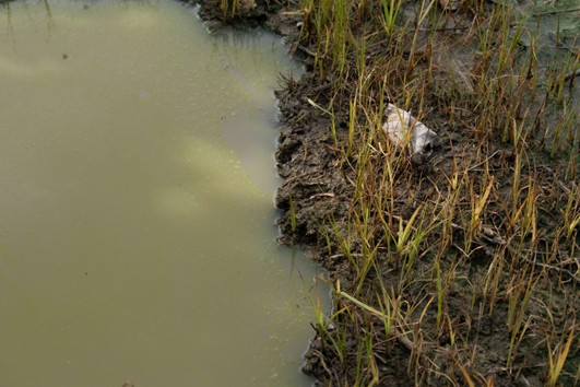 What Is Rural Wastewater Treatment?