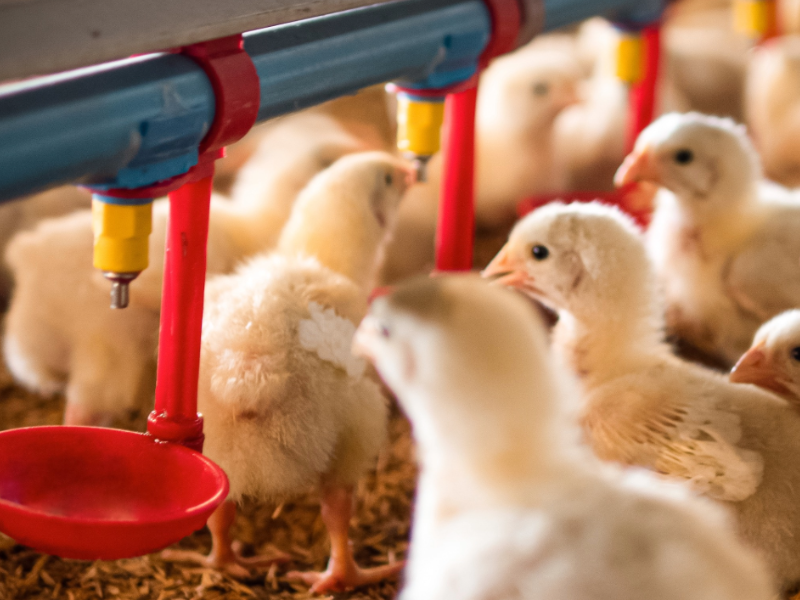 Chickens