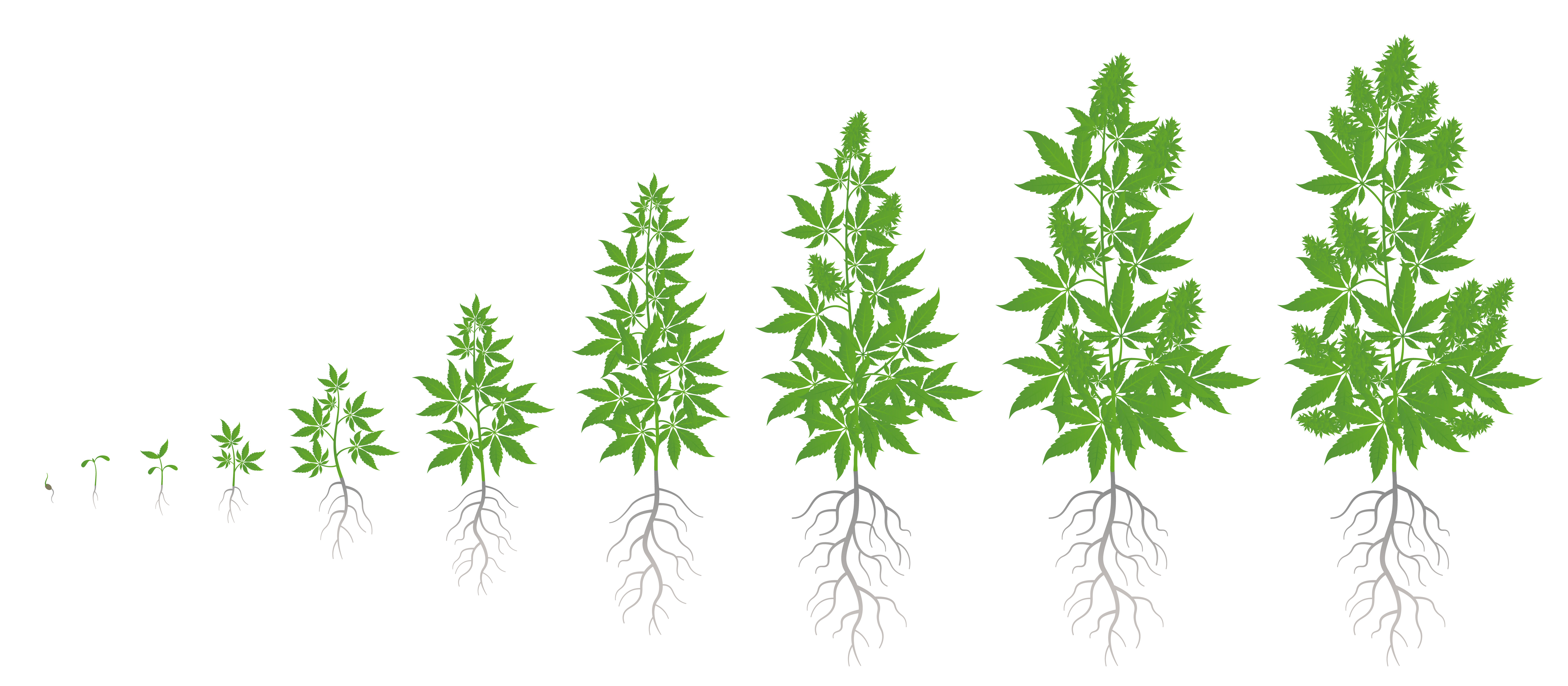 cannabis growth stages image