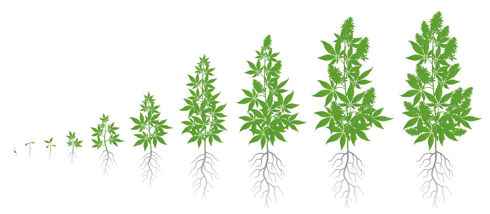 cannabis growth stages image