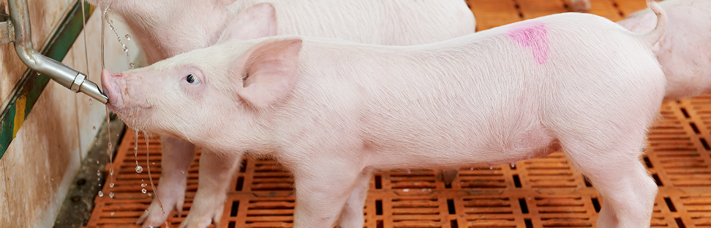Pig vaccination - Banner