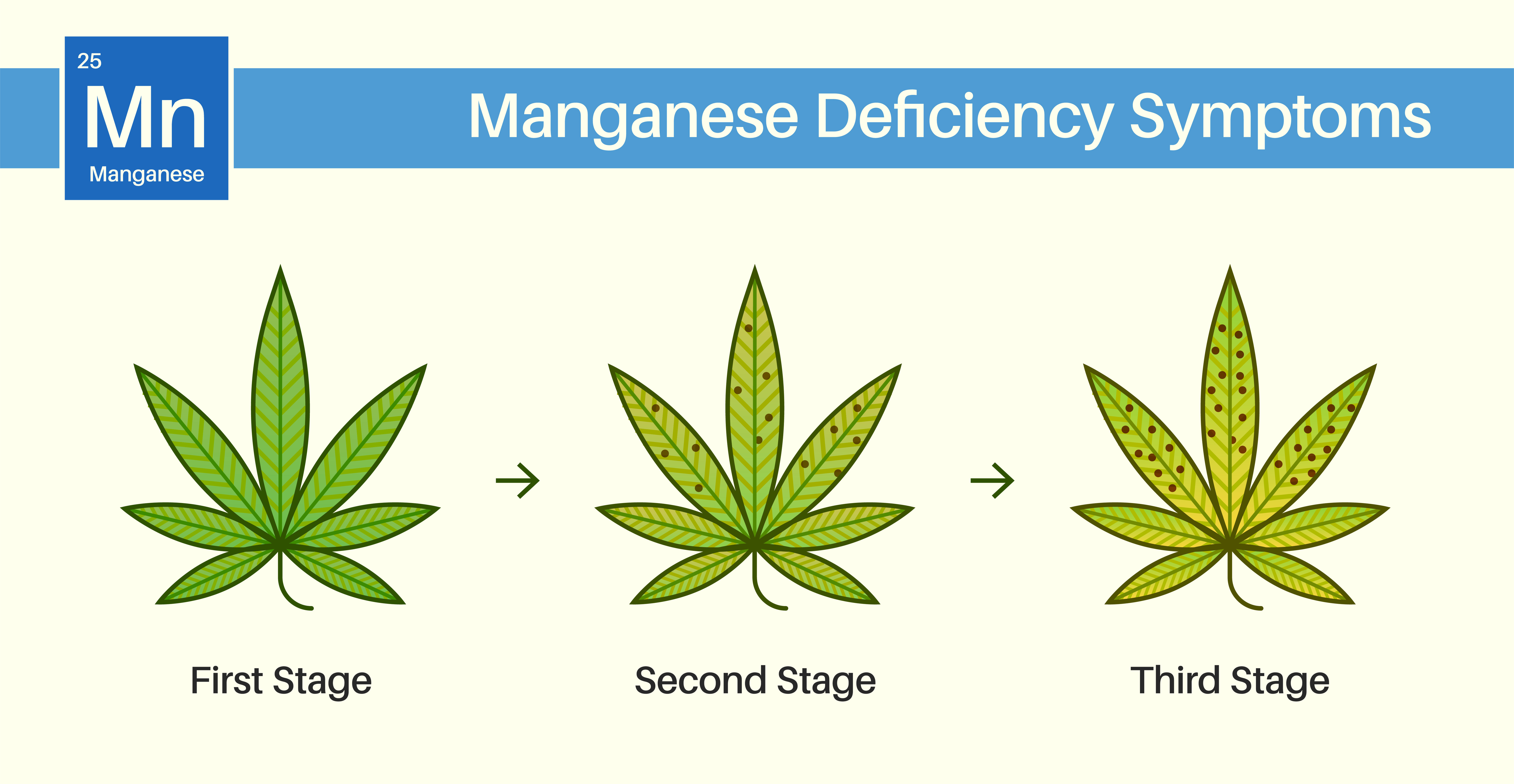 Cannabis manganese deficiency image