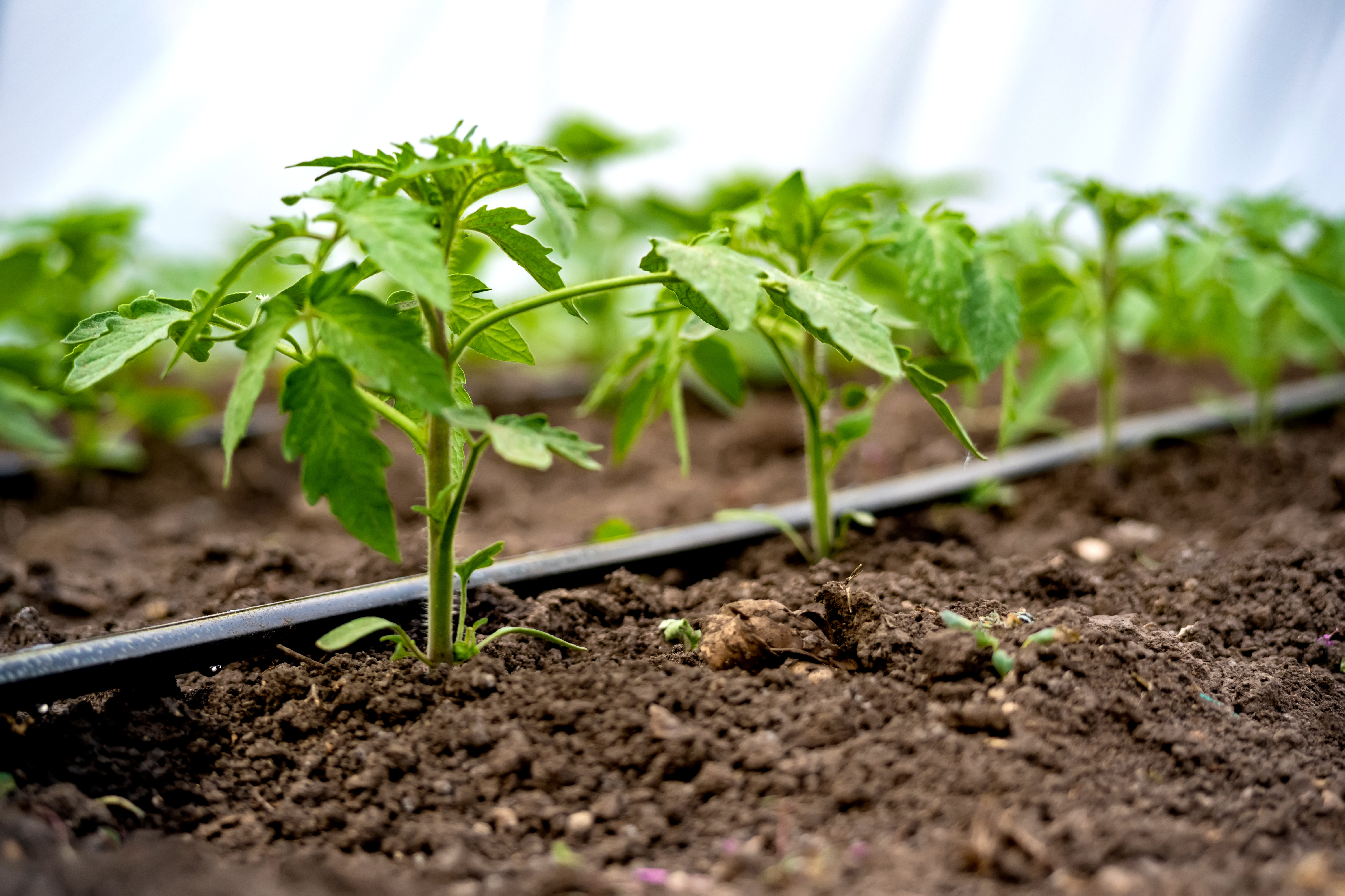 seedlings of cucumbers in a greenhouse on irrigation