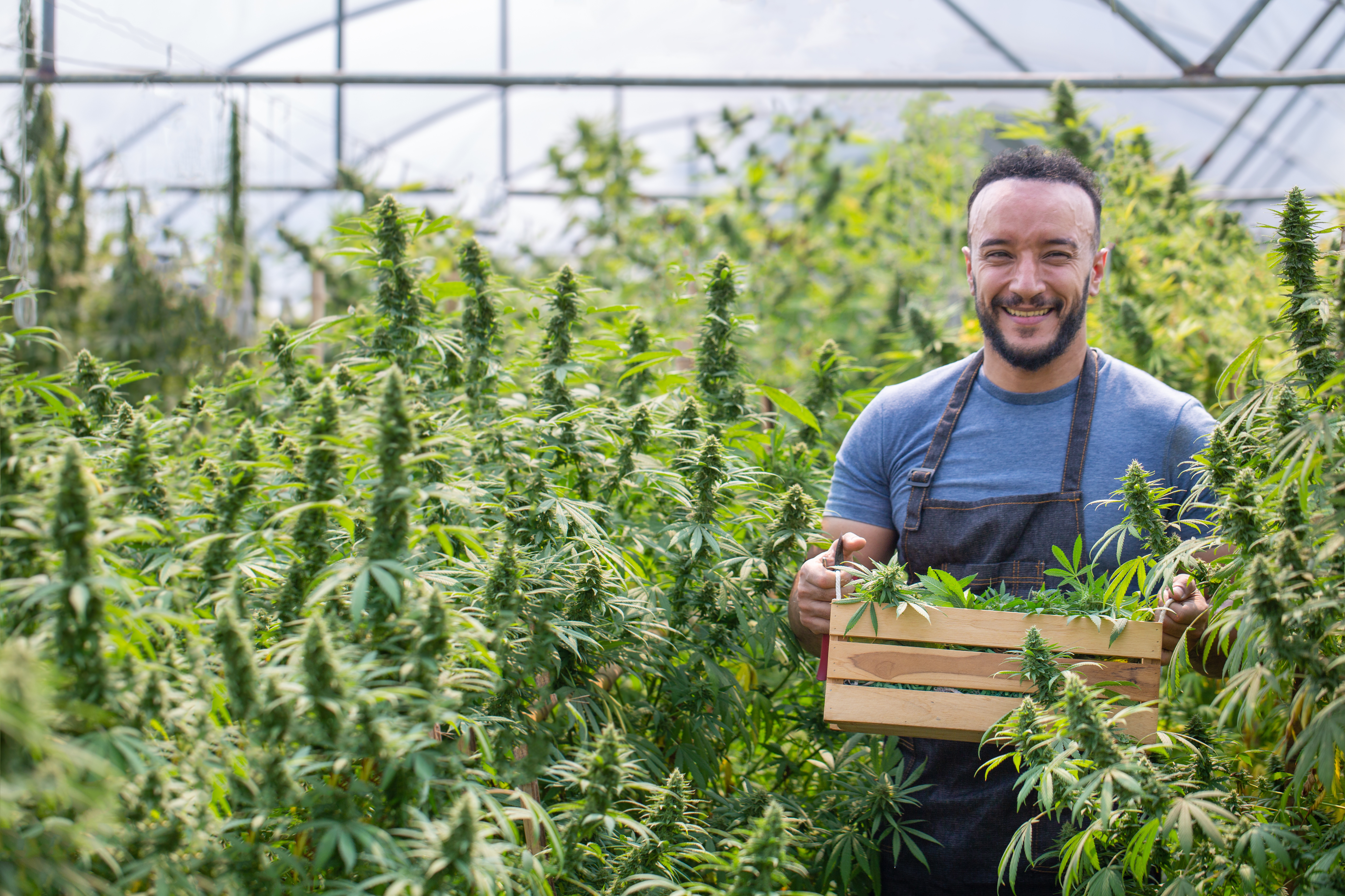 cannabis farmer stock photo