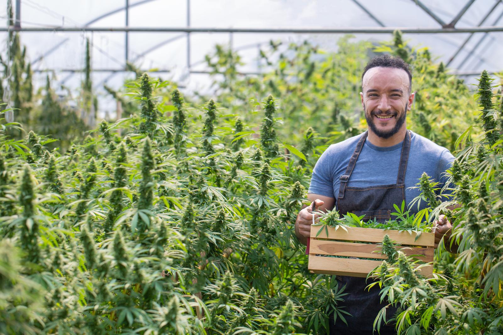 cannabis farmer stock photo