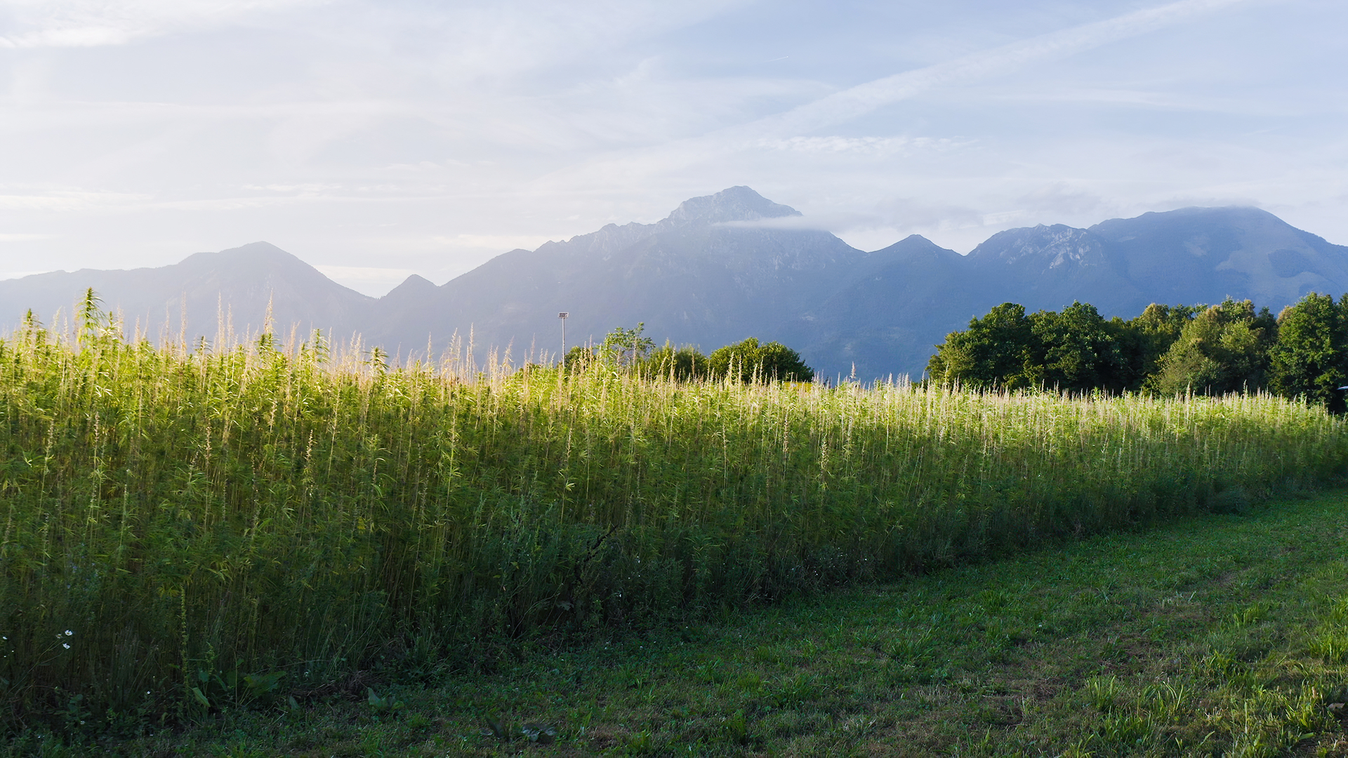 Hemp outdoor image