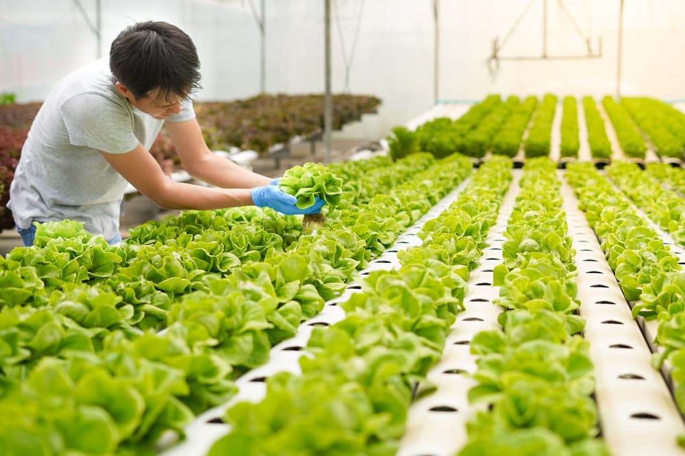 Soil Less Growing Hydroponics for Beginners: Guide to Soil-less Growing