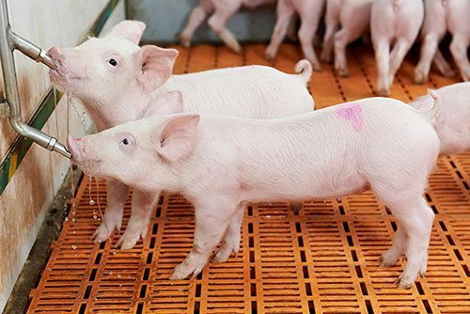 animal-health-accessories.jpg