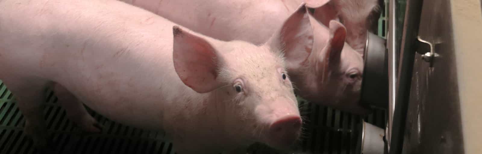 Dosatron pig breeding - generic banner 2